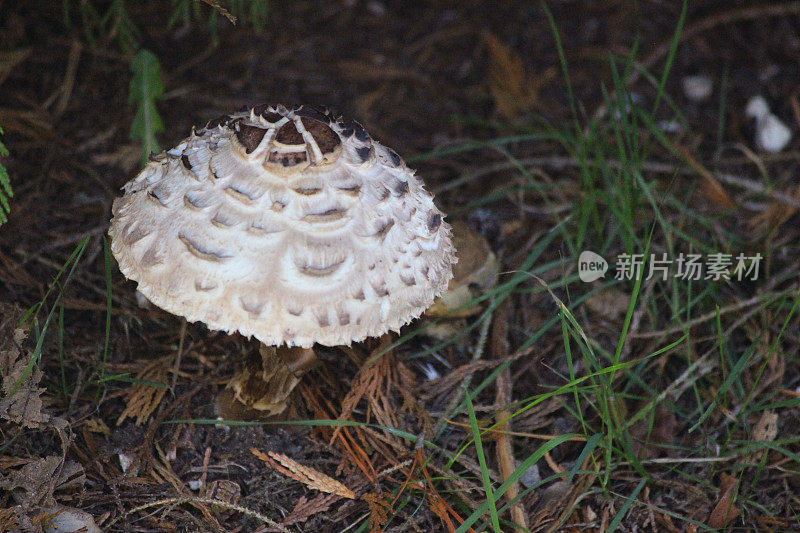 白菇/伞菌(絮状球霉菌/森林中的老人)